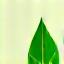 Leaf Icon